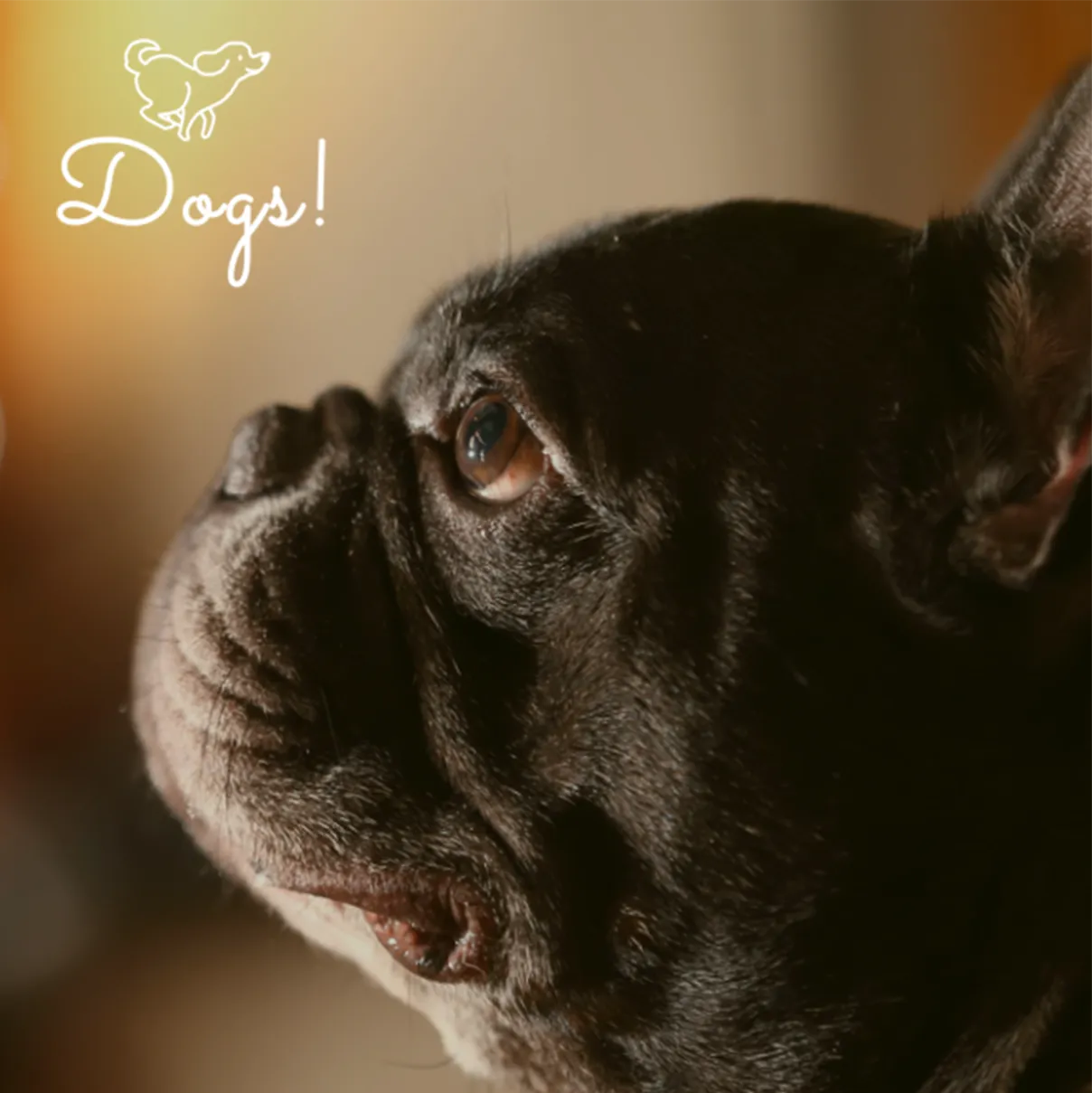 htmlコーダー説明画像1